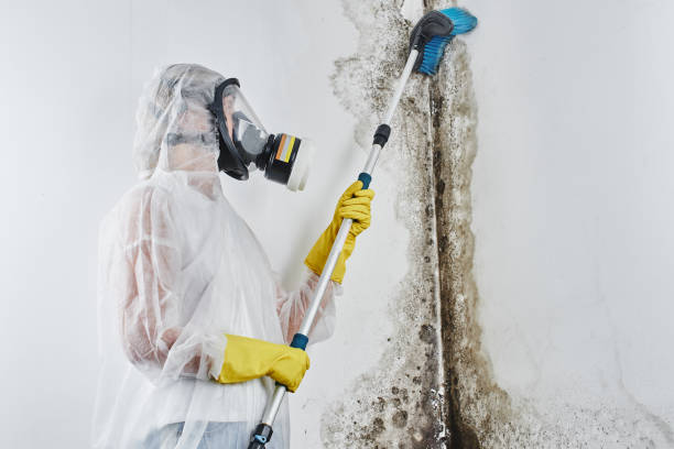 Best Mold Odor Removal Services  in West End, NY