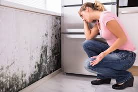 Best Mold Documentation for Insurance Claims  in West End, NY